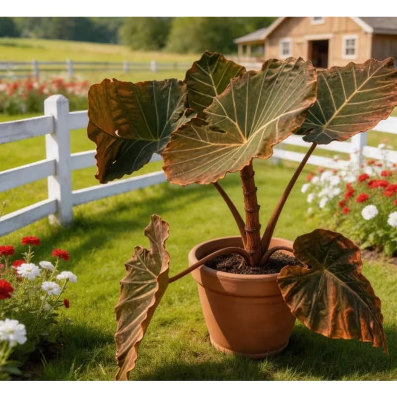 100pcs Elephant Ear Seeds Friendly for new gardeners grow into full balanced towering clump form with steady seasonal foliage renewal features