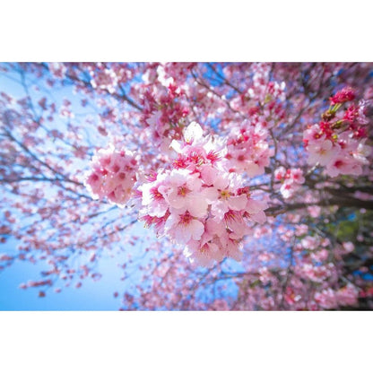 23Pcs Great For Peaceful Retreat Creation Cherry Blossom Seeds Easy To Grow At Home