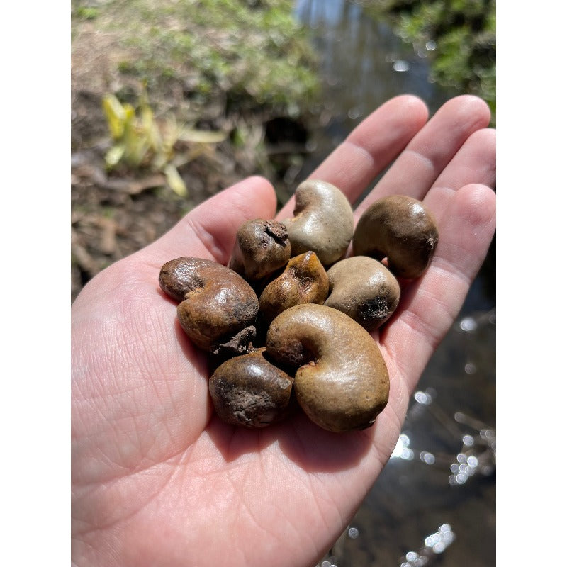 10Pcs Cashew Seeds for growing