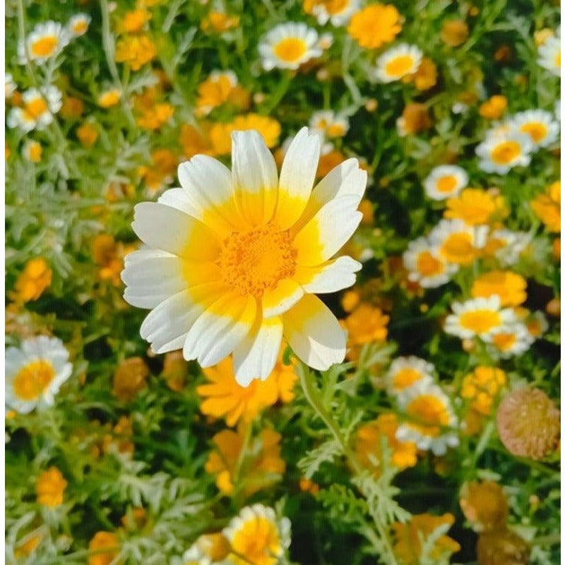 175Pcs Daisy Seeds Simple To Establish Perfect For Completing A Well Rounded Collection Of Easy Care Flowers