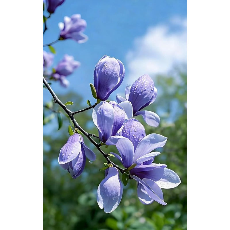 22Pcs Magnolia Seeds ideal for permanent focal point planting in yard entrances and large landscape areas