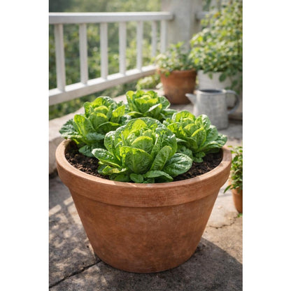 1000pcs Lettuce Seeds Crisp Mini Heirloom Salad Greens Fast Growing Garden Lettuce