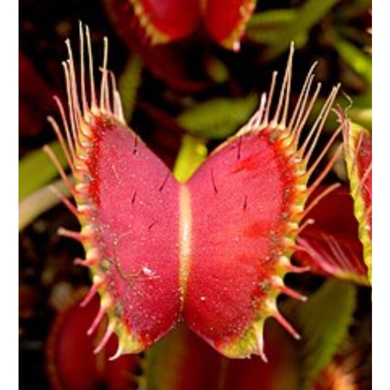 300pcs Venus-Fly-Trap Seeds Easy To Grow Suitable For Both Indoor Decor And Educational Growing Purposes