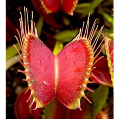 300pcs Venus-Fly-Trap Seeds Easy To Grow Suitable For Both Indoor Decor And Educational Growing Purposes