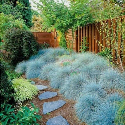 479Pcs Fescue Seeds Made for home planting create uniform delicate ground texture across large yard and garden areas