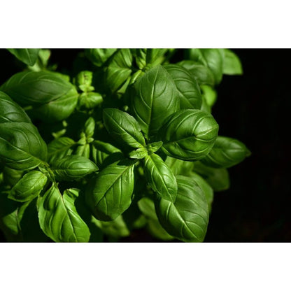 500pcs Large Leaf Basil seeds-  Heirloom  easy to planting