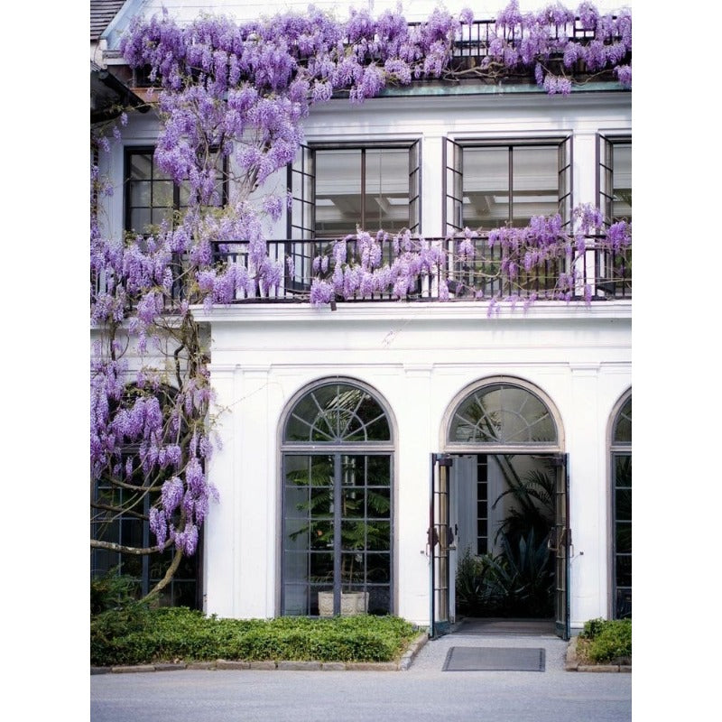10pcs Blue Rain Wisteria seeds best gift for him her home decor teacher gifts graduation outdoor gardening DIY birthday present flowering plants