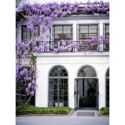 10pcs Blue Rain Wisteria seeds best gift for him her home decor teacher gifts graduation outdoor gardening DIY birthday present flowering plants