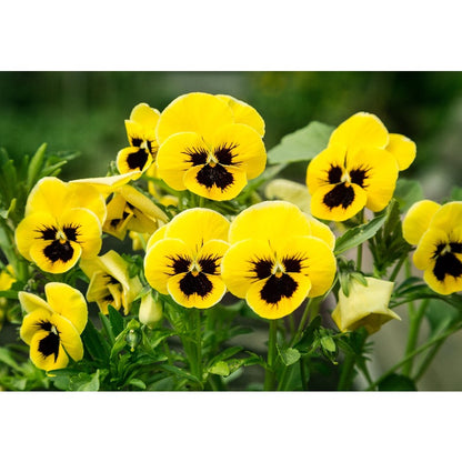 110pcs Pansy Seeds Simple To Plant With Cold Tolerant Traits For Outdoor Growing