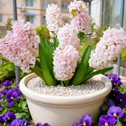 200pcs Hyacinth Seeds Fragrant Flowering Plant Seeds For Outdoor Garden Planting Easy To Grow