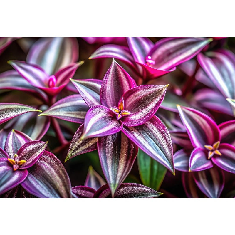 100pcs Trailing Vine Plant Seeds Wandering Jew Seeds For Indoor Outdoor Growing Easy To Grow