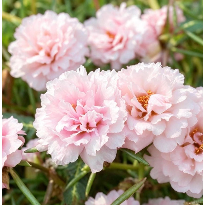 1000Pcs Moss Rose Seeds own tough growth traits for stable landscape laying year round