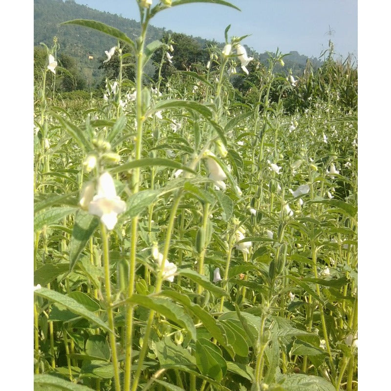 500pcs Black Sesame Seeds Strong Stress Resistance Grow Well In Challenging Conditions