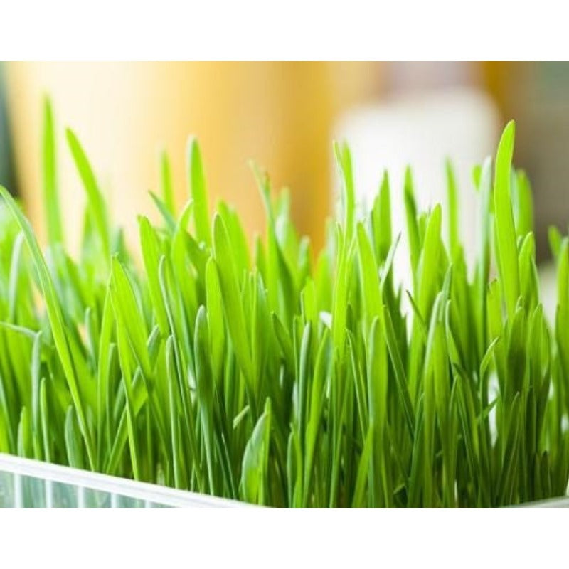 100 Pcs Cat Grass Seeds Simply the Best for your Cat