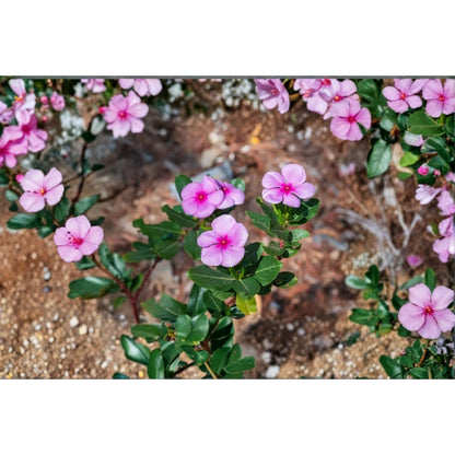 Madagascar Periwinkle-  100 Seeds Rosy Periwinkle Flower | Heat & Drought-Tolerant Annual