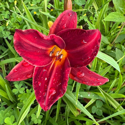 100pcs Suitable for beginner planting Hundred Tail Flower Seeds flourish in ordinary well-drained soil suited for yard and garden flower cultivation