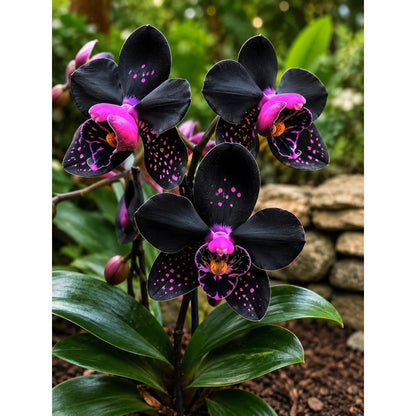 100pcs Black Orchid Seeds for Planting Exotic Flower Seeds | Ornamental Indoor & Outdoor Garden Plant