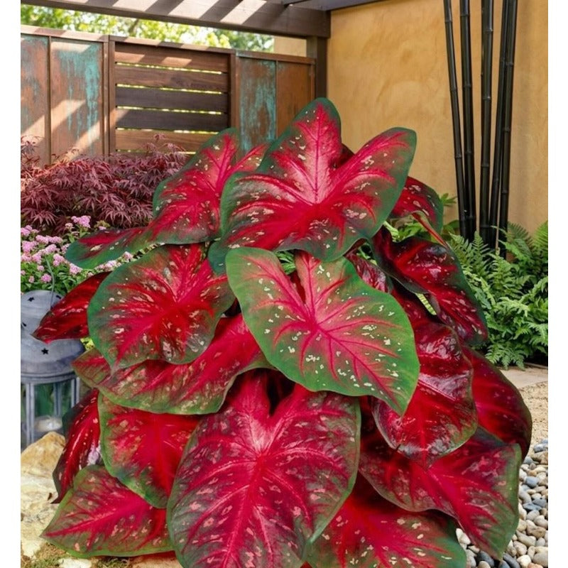 100pcs Caladium Bicolor Seeds Simple to Grow add refined elegant texture to plain indoor spaces and quiet shaded yard landscapes
