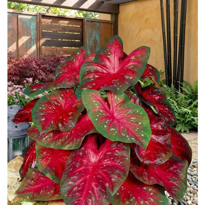 100pcs Caladium Bicolor Seeds Simple to Grow add refined elegant texture to plain indoor spaces and quiet shaded yard landscapes