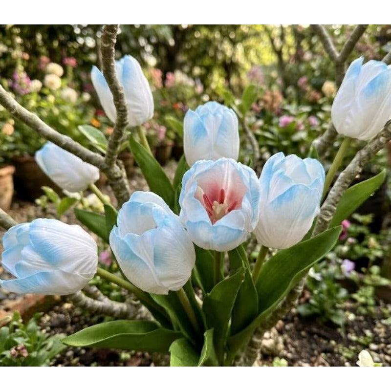 200pcs Ice Blue White Tulip flower seeds Sky Blue Bloom
