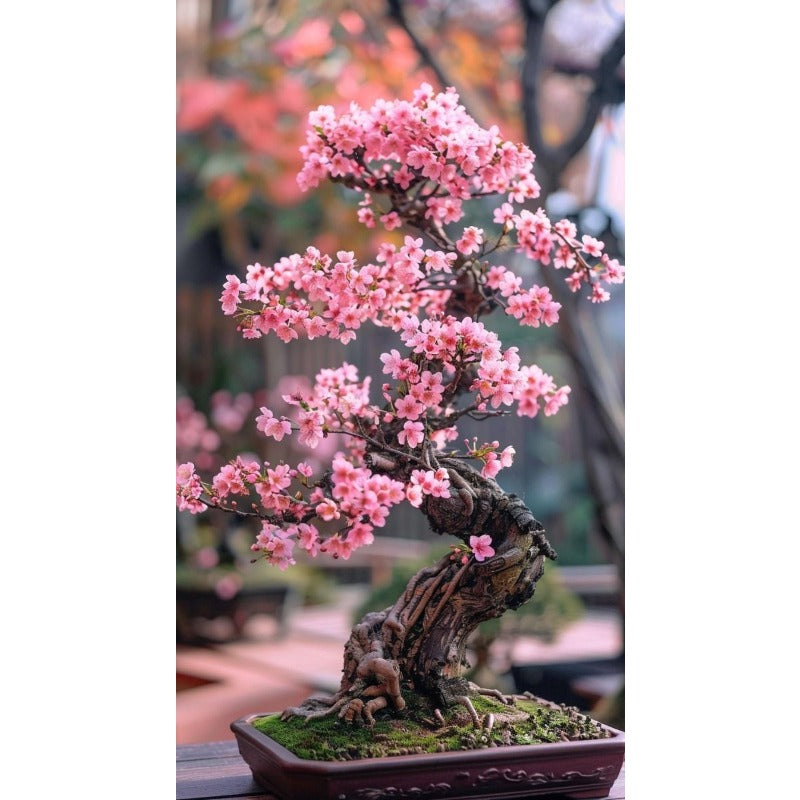 30pcs Great For Creating Peaceful Garden Atmosphere Cherry Blossom Seeds Easy To Grow