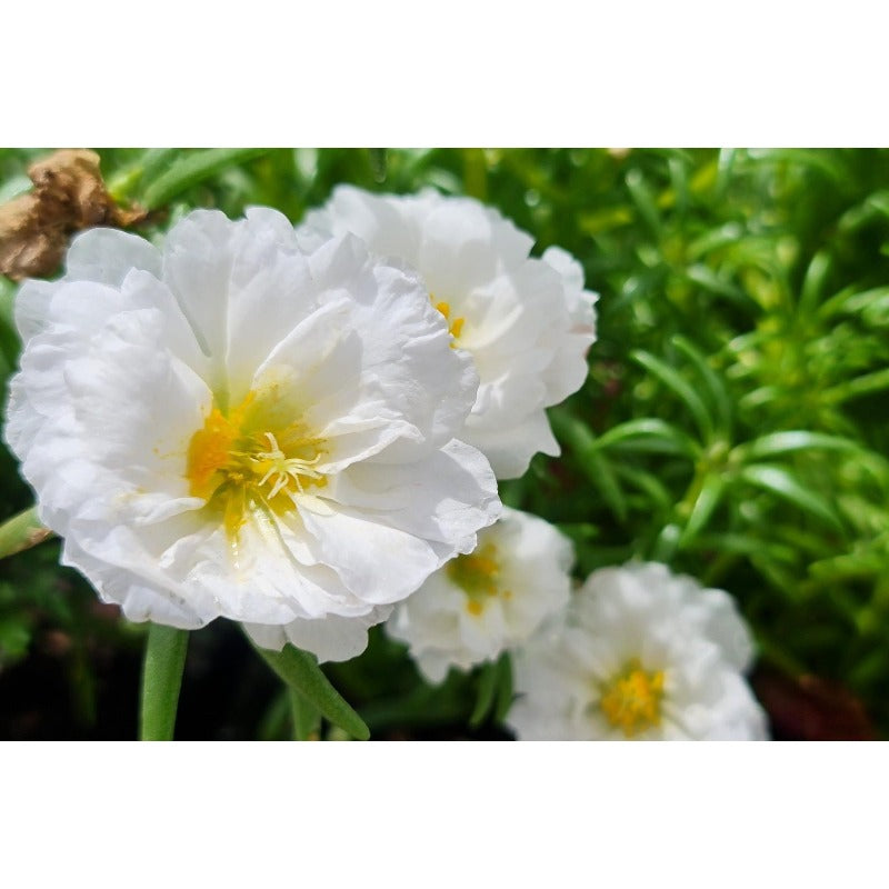 1000pcs Moss Rose Seeds Perfect for home planting form continuous blooming mats for open ground decorative use