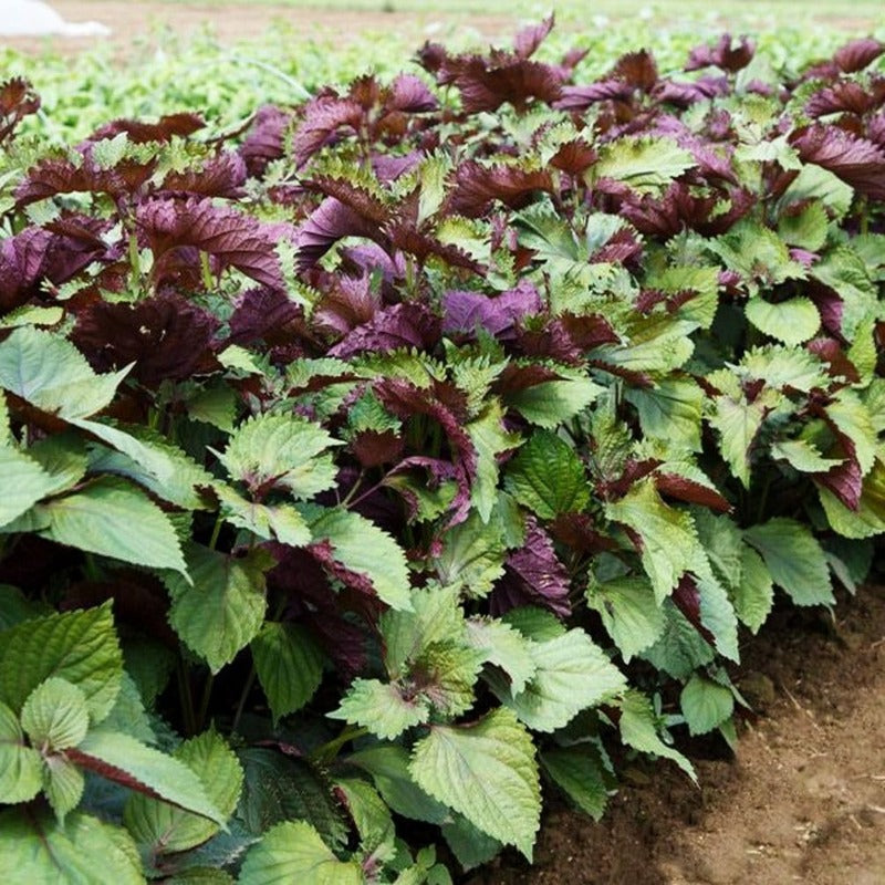 100 Pcs Seeds for Planting Red Perilla Herb Seed to Plant Garden