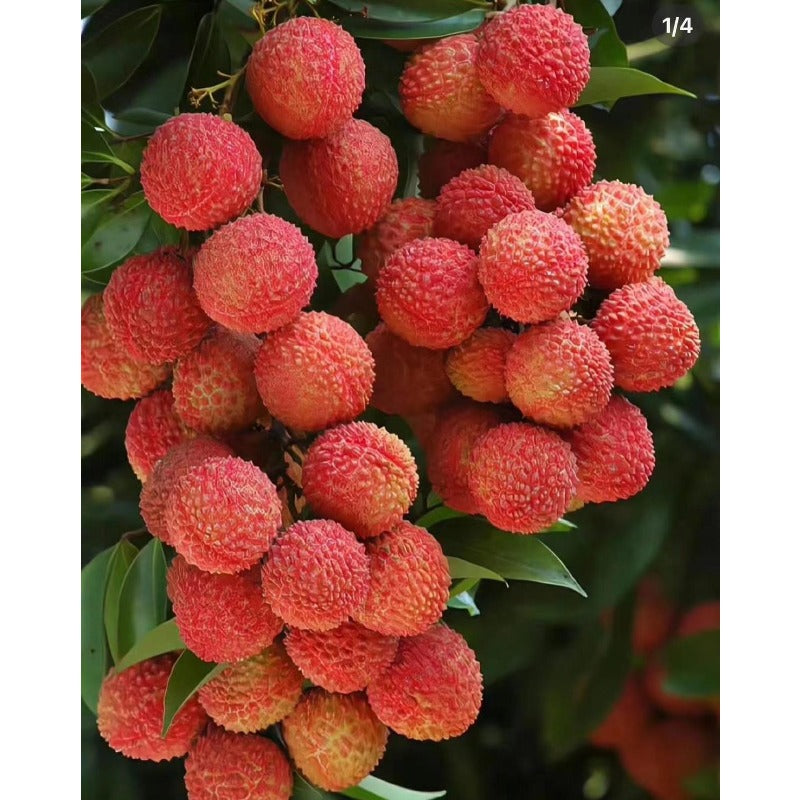 10Pcs Easy to Sow Lychee Seeds ideal for forming dense broad canopy arrangement in garden backdrops and courtyard open planting areas