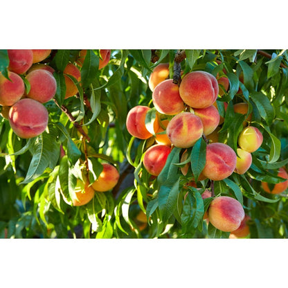 10Pcs Peach Tree Seeds Easy to Cultivate Flowering Branches for Small Spaces Planting