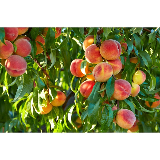10Pcs Peach Tree Seeds Easy to Cultivate Flowering Branches for Small Spaces Planting