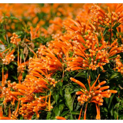 Orange 100pcs Great For Quick Vegetation Establishment Trumpet Vine Seeds Easy To Grow Ideal For New Home Landscape Projects