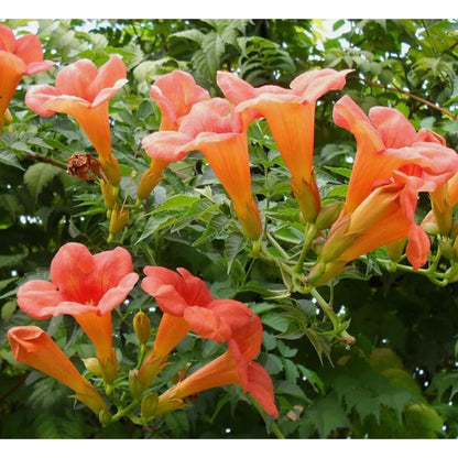 88Pcs Perfect For Small Space Vertical Gardening Trumpet Vine Seeds Easy To Grow Fits Compact Yard And Patio Zones