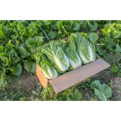 200 Chinese Cabbage Seeds  flourish in ordinary well-drained soil suited for garden foliage cultivation