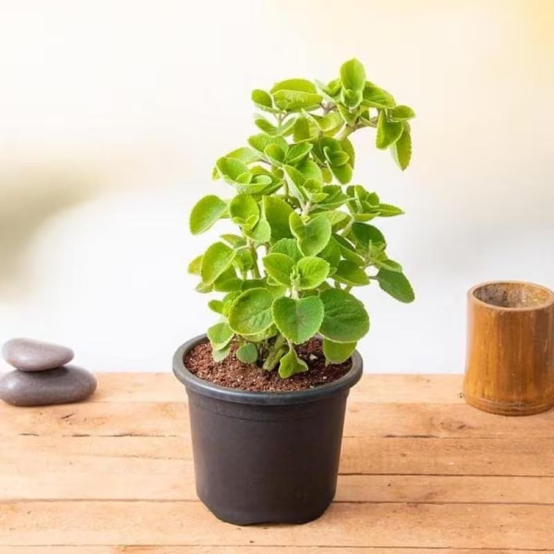 1000pcs Suitable for beginner planting Oregano Seeds flourish in ordinary well drained soil suited for ornamental garden cultivation