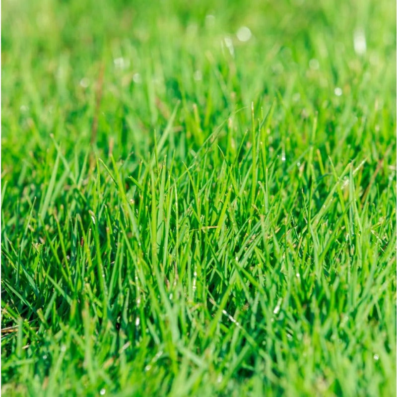 500Pcs Grass Seed for Planting, Zoysia Grass Seed for Lawn, Soft Fine Ground Cover for Landscape
