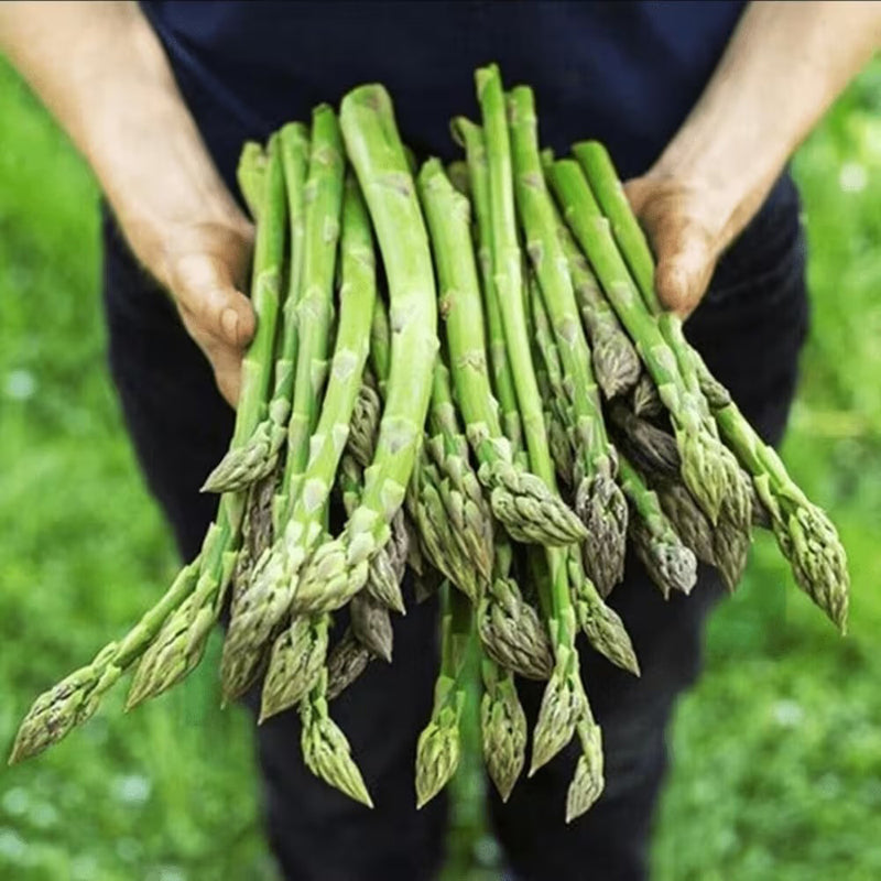 100pcs Purple Passion Asparagus Sweet Purple Asparagus Variety, Cold Hardy, High Yield Perennial