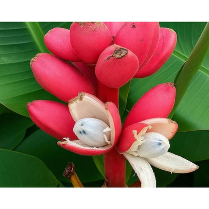 100Pcs Seeds Pink Ornamental Banana Perennial Tree Non GMO