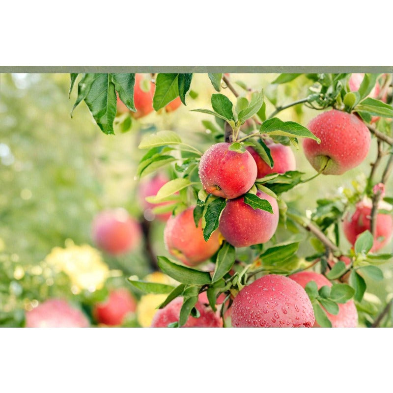 50pcs Hardy Deciduous Tree Growth Vigorous Growing with Apple Tree Seeds