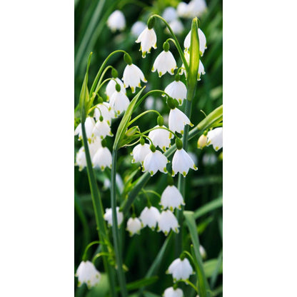 150Pcs Lily of The Valley Seeds Perfect for beginner sowing adapt well to container cultivation and shaded garden ground placement