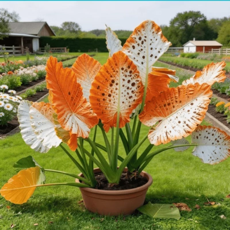100pcs Suitable for beginner planting Elephant Ear Seeds flourish in ordinary well drained soil suited for yard and garden large foliage cultivation