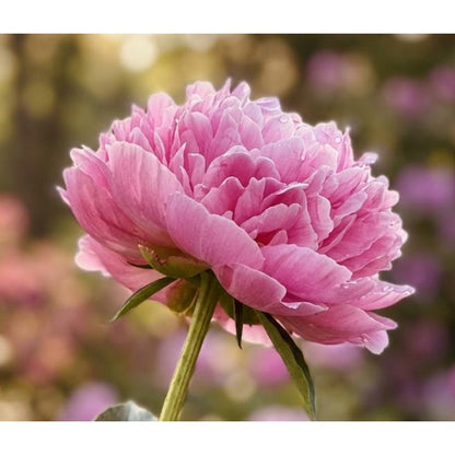 25pcs Pink Peony Seeds - Fragrant Double Bloom, Stunning Ruffled Petals, Perennial Heirloom Flowers for Garden Cut Flowers