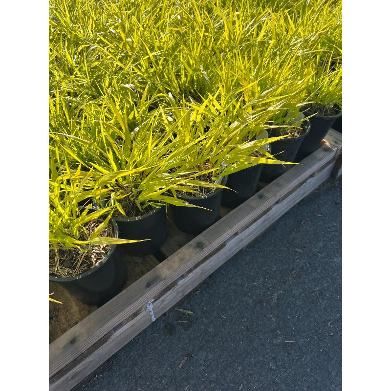 100Pcs High Germination Clumping Grass with Fountain Grass Seeds for Garden Fence Decoration