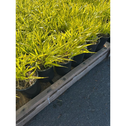 100Pcs High Germination Clumping Grass with Fountain Grass Seeds for Garden Fence Decoration