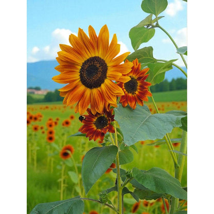 98Pcs Sunflower Seeds Perfect for beginner sowing adapt well to container cultivation and in ground garden placement