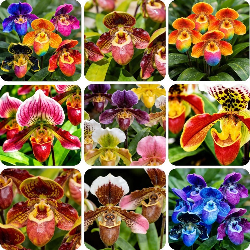 100 Monkey Face Orchid Seeds, Exotic Perennial Flower, Indoor Outdoor Garden Planting