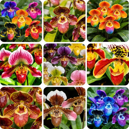 100 Monkey Face Orchid Seeds, Exotic Perennial Flower, Indoor Outdoor Garden Planting