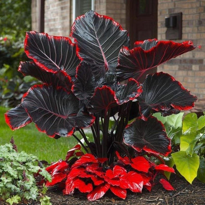 100pcs Elephant Ear seeds Oversized Foliage-Alocasia for Outdoor Sunny Patio-Heat Tolerant-Decor Natural Sunset Shades