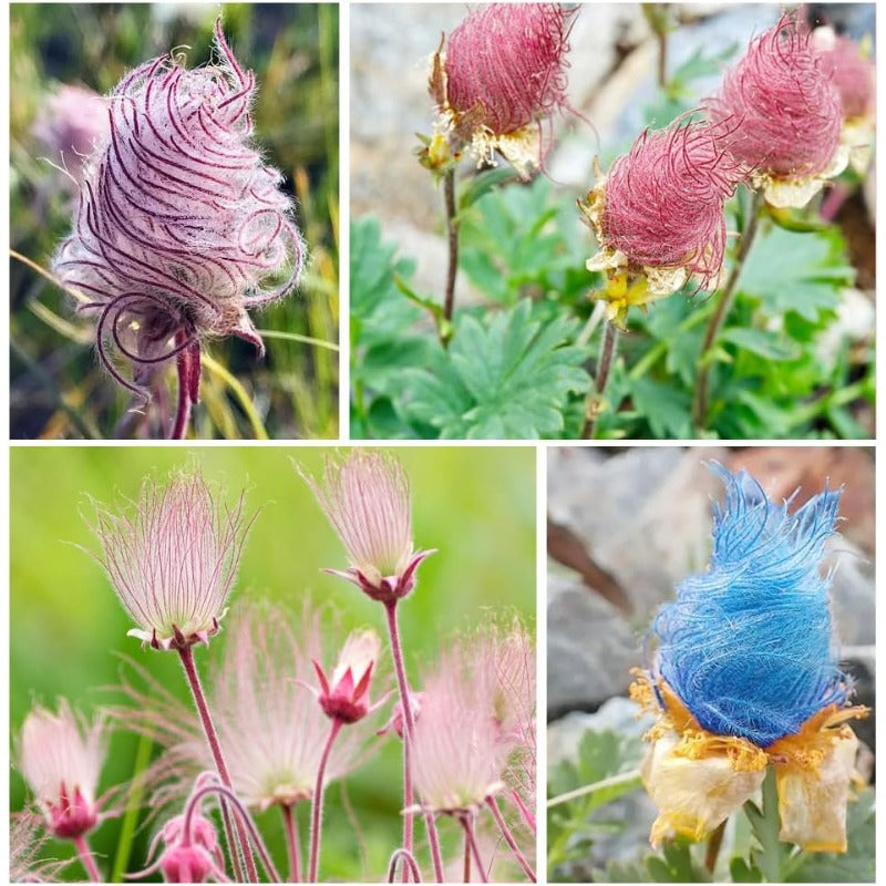 90Pcs Mix Prairie Smoke Seeds suitable for casual home gardening and long term natural border ornamental layout