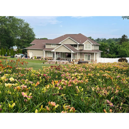 100pcs Hundred Tail Flower Seeds for planting in residential landscape areas and private yard flower planting plots