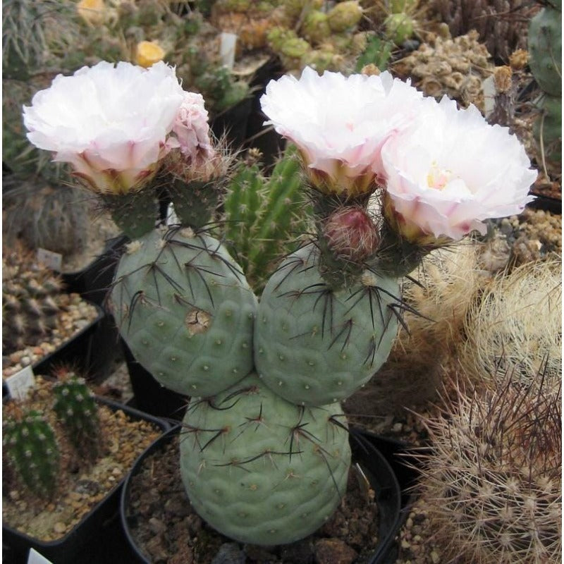 100Pcs Cactus Seeds Perfect for beginner planting to create unique sculptural ornamental layers and add textured artistic appeal to home and garden scenery